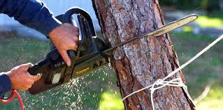 How Our Tree Care Process Works  in  Seabrook, TX